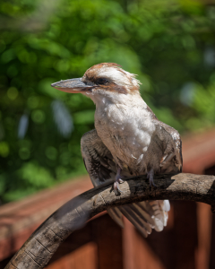 Kookaburra LVS00021
